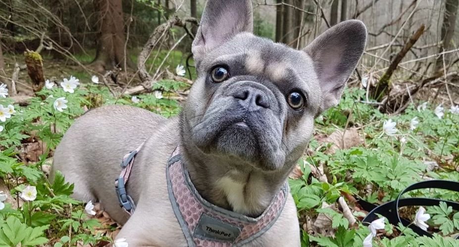 Understanding the Blue Sable French Bulldog